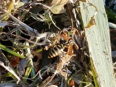 Polistes dominula