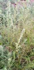 Eragrostis amabilis