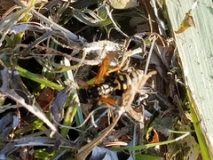 Polistes dominula