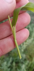 Eragrostis amabilis