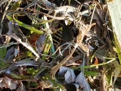 Polistes dominula