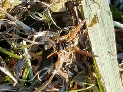 Polistes dominula