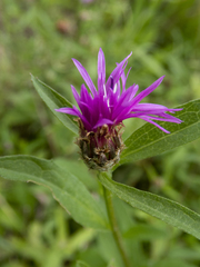 Centaurea × moncktonii