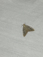 Glaphyria sesquistrialis