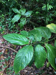Piper glabrescens
