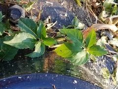 Parthenocissus