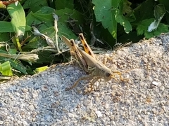 Melanoplus differentialis