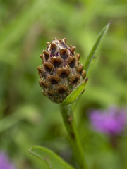 Centaurea × moncktonii