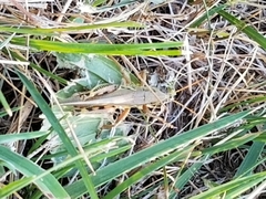 Melanoplus differentialis