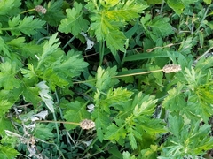 Artemisia