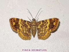 Aplogompha lafayi
