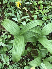 Veratrum viride eschscholtzianum