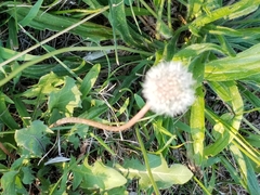 Taraxacum