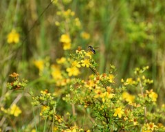Hypericum nitidum
