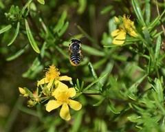 Hypericum nitidum
