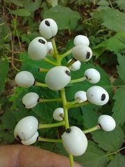 Actaea × ludovicii