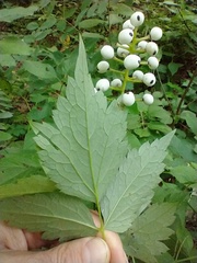 Actaea × ludovicii
