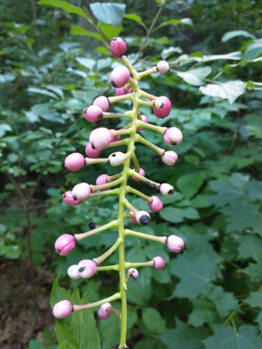 Erva-de-São-Cristóvão (Actaea pachypoda)