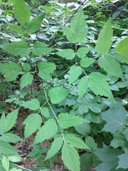 Actaea × ludovicii
