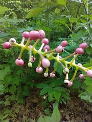 Actaea × ludovicii