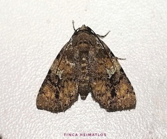 Drobeta