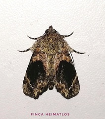 Drobeta