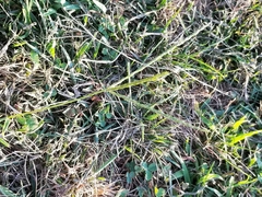 Poaceae