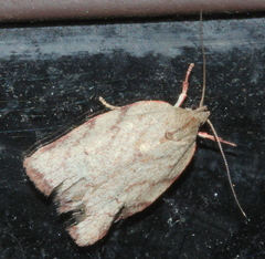 Euchaetis inceptella