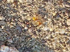 Lasius neoniger