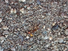 Lasius neoniger
