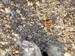Lasius neoniger