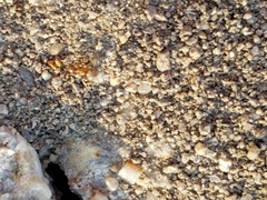 Lasius neoniger