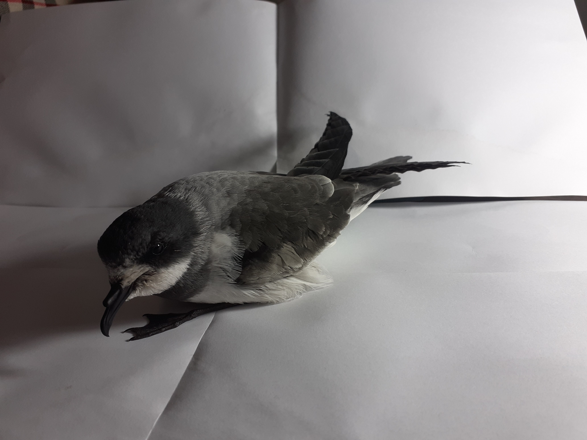 Ringed Storm-Petrel illustration