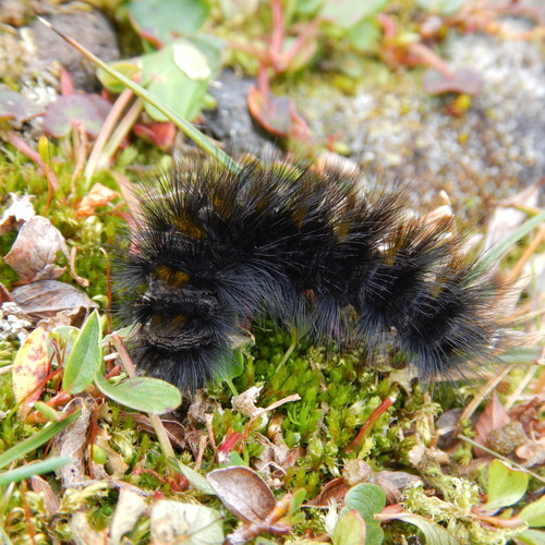 Arctic Tiger Moth
