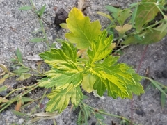 Artemisia