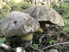 Caloboletus conifericola