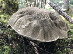 Caloboletus conifericola