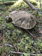 Caloboletus conifericola