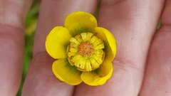Nuphar microphylla