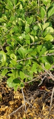 Diospyros ferrea