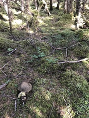 Caloboletus conifericola