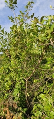 Diospyros ferrea