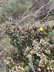 Cryptandra tomentosa