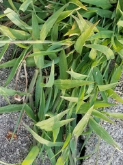 Poaceae