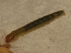 Ditula angustiorana