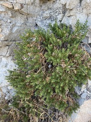 Ericameria cuneata