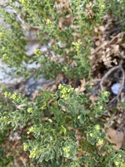 Ericameria cuneata