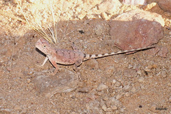 Agama anchietae