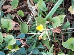 Lotus corniculatus