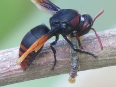 Rhynchium haemorrhoidale